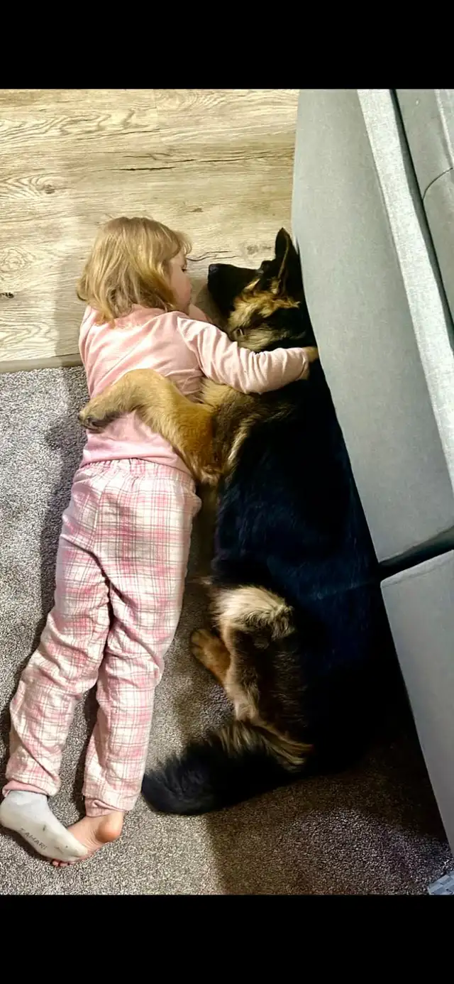 KING SHEPHERD CROSS PUPPIES - Livestock Guardians / Protectors in Dogs & Puppies for Rehoming in Saskatoon - Image 10