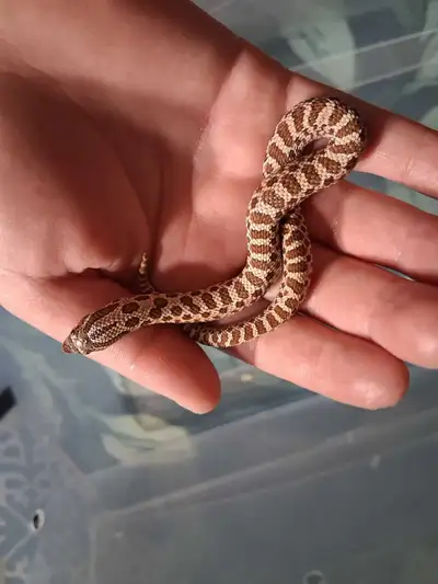 Baby hognoses for sale!, View more
