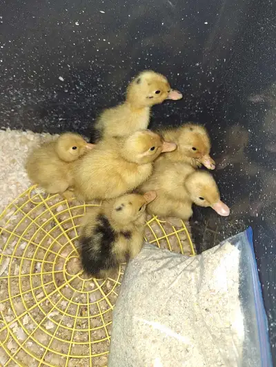 Ancona Ducklings scheduled to hatch this coming Sunday. Minimum purchase of 2 ducklings. Pickup in P...