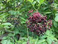 Elderberry cuttings 
