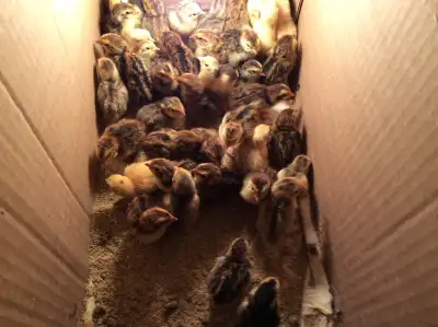 Quail chicks, View more
