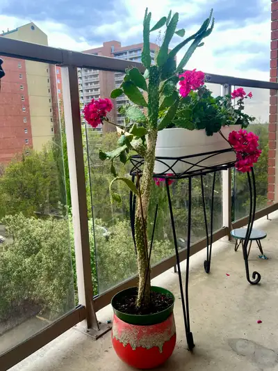 Cactus + Planter, View more