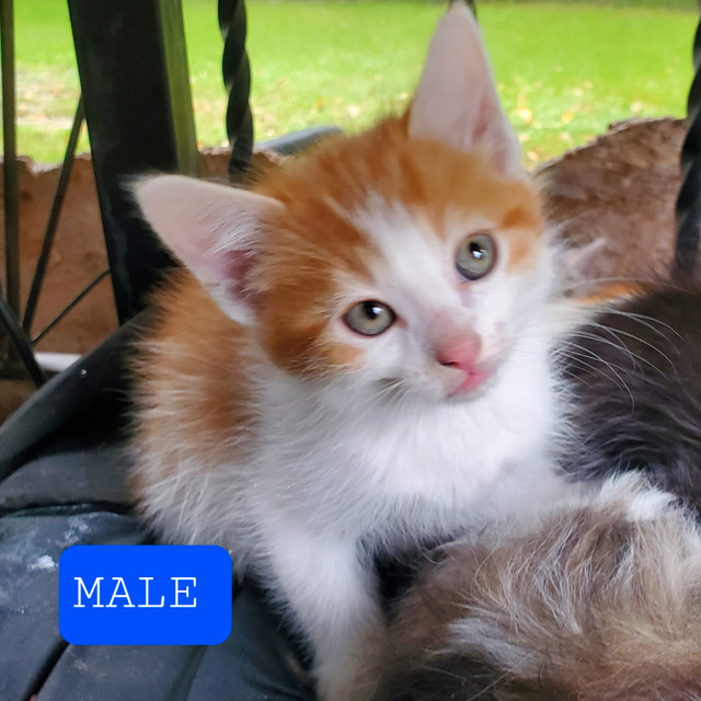 Male Kittens in Cats & Kittens for Rehoming in Winnipeg - Image 2