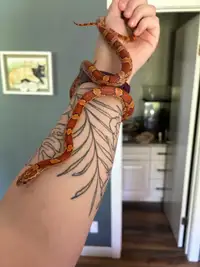 Normal Corn Snake