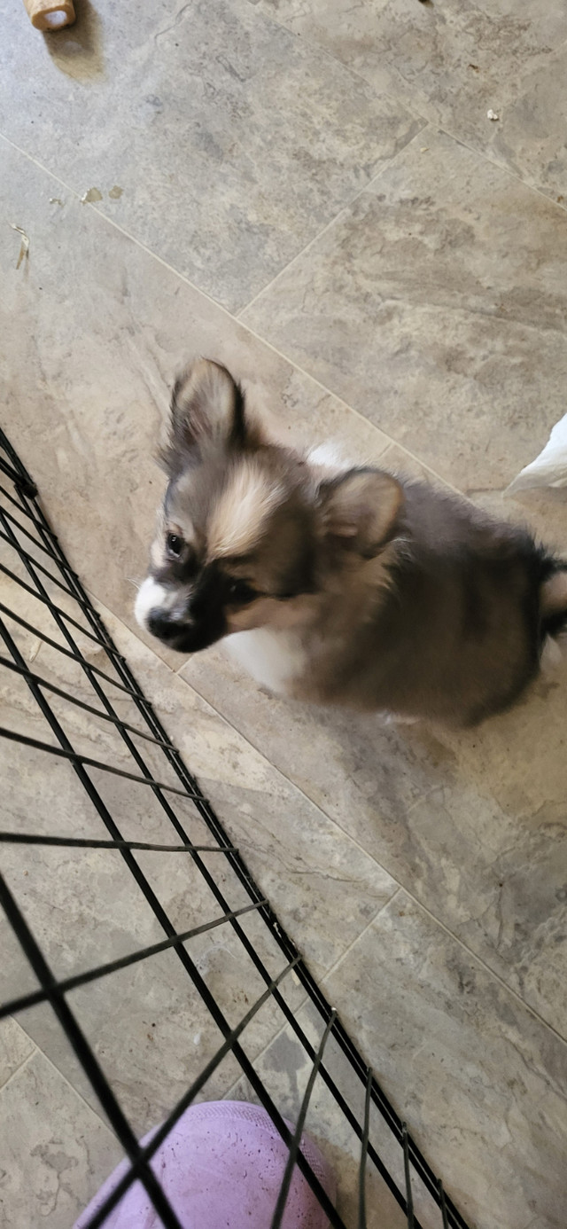 Chinese Crested X in Dogs & Puppies for Rehoming in Calgary - Image 2