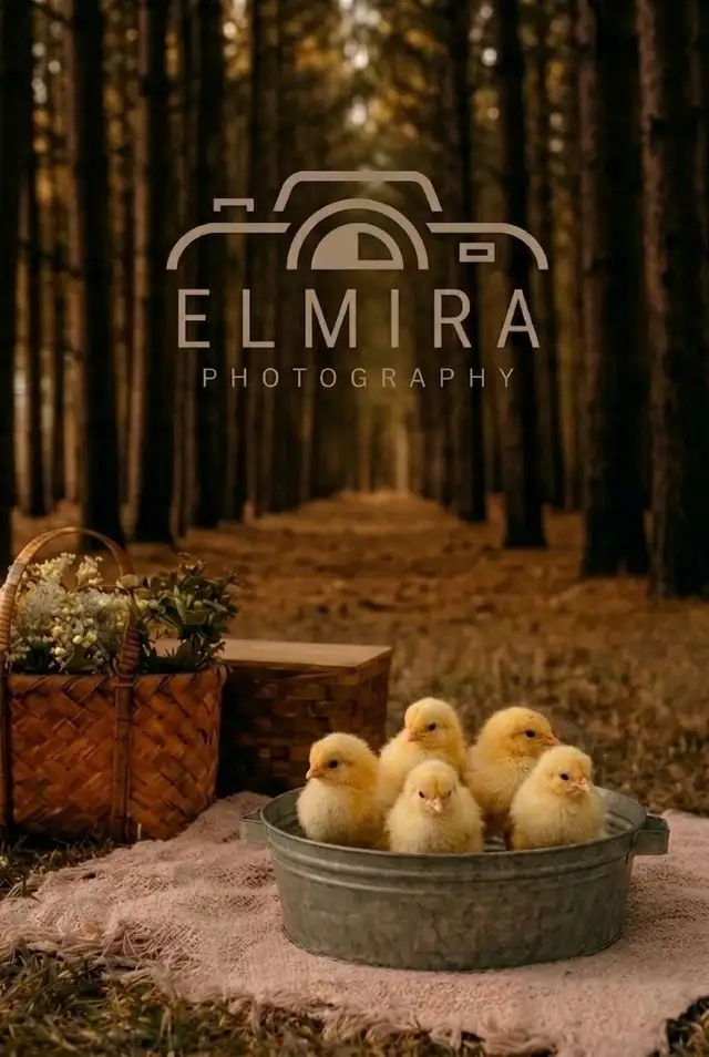 Spring Minis & Chicks!472306737564897280