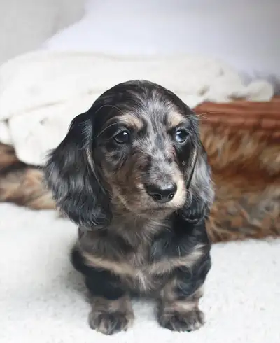 CKC Reg’d Miniature long haired dachshunds, View more