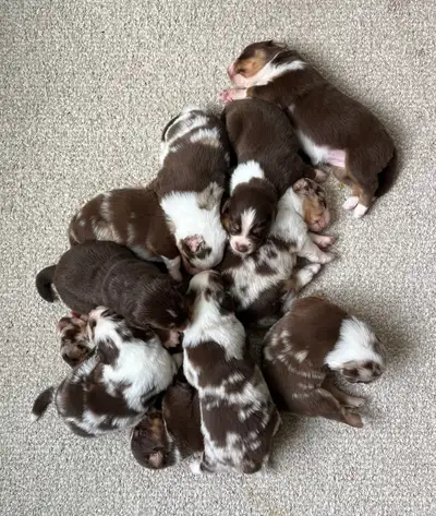 Beautiful purebred Australian Shepherd Spring break puppies., View more