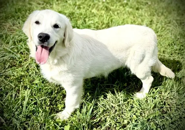English Cream Golden Retriever in Dogs & Puppies for Rehoming in Oakville / Halton Region - Image 8