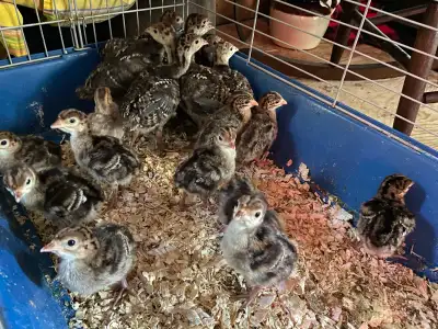 Turkey poults available, pick up in south alton