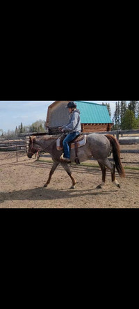 Reining bred red roan