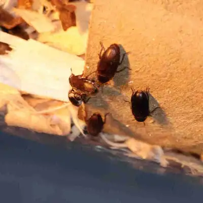 Dermestid beetle starter colony, View more
