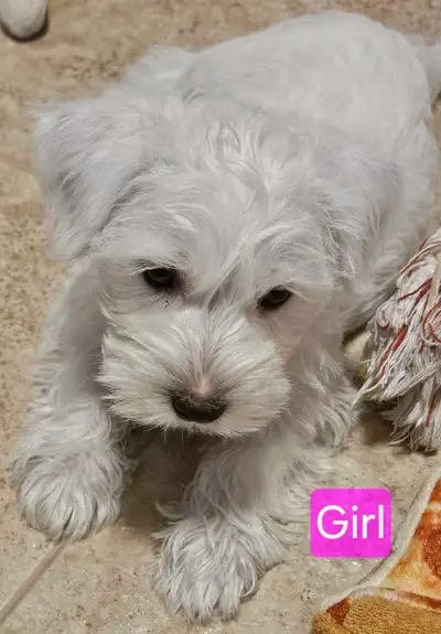 Wauzers (Westie x Mini Schnauzer), View more