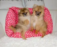 Loulou Pomeranian 1 female only available.