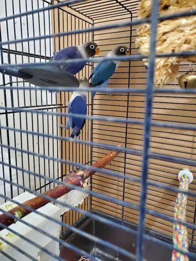 love birds for sale, View more
