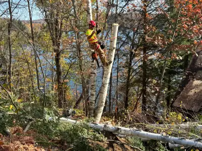 Tree removal. Fully insured, View more