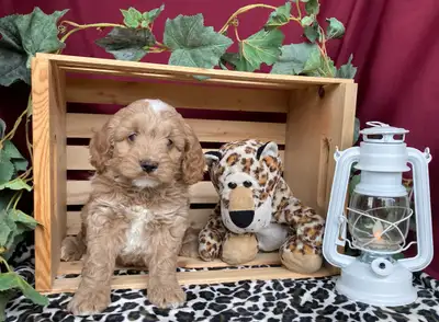 Updated late June 14. Both genders available in this Cockapoo litter. Please fully read the ad as th...