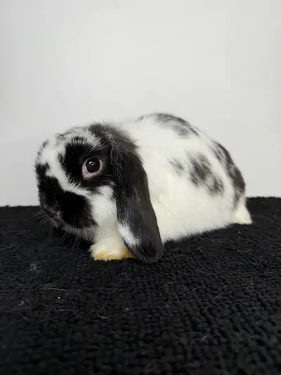 Holland Lop , View more
