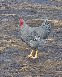 Plymouth Barred Rock hatching eggs
