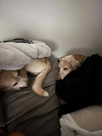 French follows Looking for someone to take care of your puppy while you have to go for a few day or...