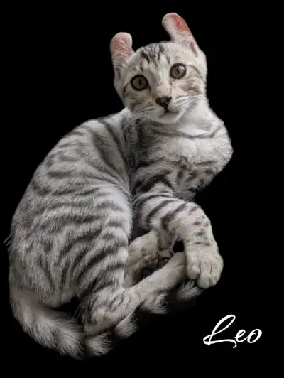 Chatons Bengal Lynx x Maine Coon Prêts a partir la semaine du 20 juin **Le brun est réservé** 3 mâle...