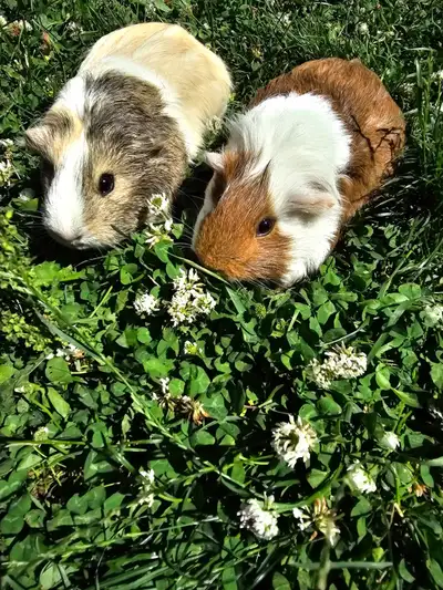 Chip & Potato MUST Find New Family by July 1st!, View more