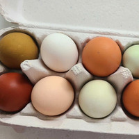 Organic Fresh Eggs - Uxbridge