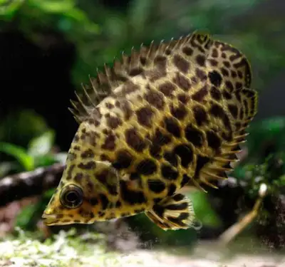African leaf fish (oddball) (3 available), View more