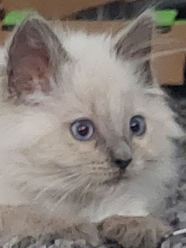 Ragdoll Kitten for Sale Male Cats & Kittens for Rehoming Delta