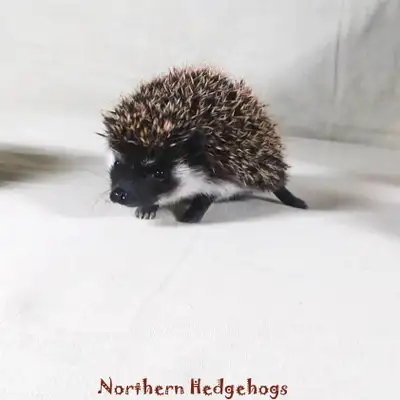 Pedigreed Hedgehog Babies from Ethical Breeder, View more