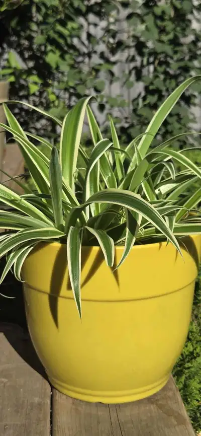 PLANT SALE! Large Spider Plant in New Yellow Plastic Pot, View more