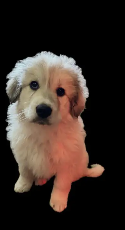 Great Pyrenees Puppies, View more
