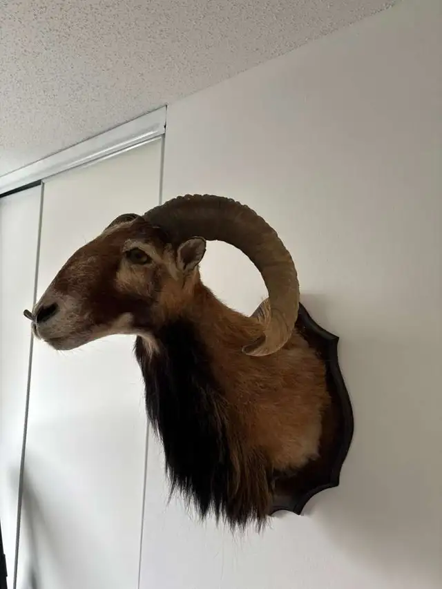 Corsican Ram Taxidermy Wall Mount in Arts & Collectibles in Ottawa - Image 3