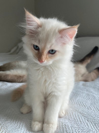 Rare Flame Point Ragdoll Kitten (Orange ears, tail and nose)