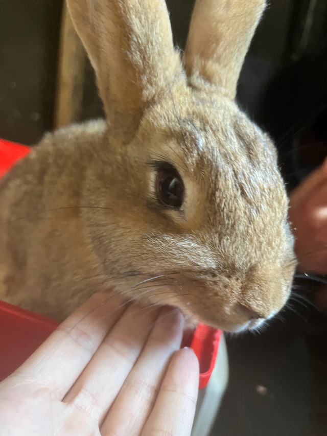 Lapins lapines  dans Petits animaux à adopter  à Ville de Québec