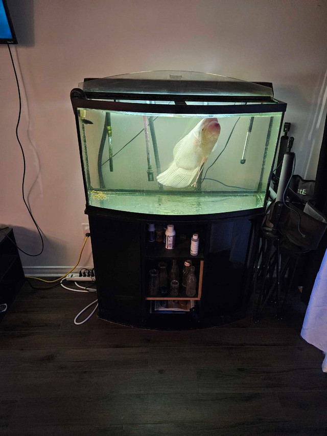 90 gallon fish aquarium, stand and filter in Other in Gatineau