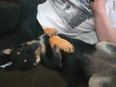 Our family picked up this beauty 6 days ago. Unfortunately it's not a good fit with cats. No aggress...