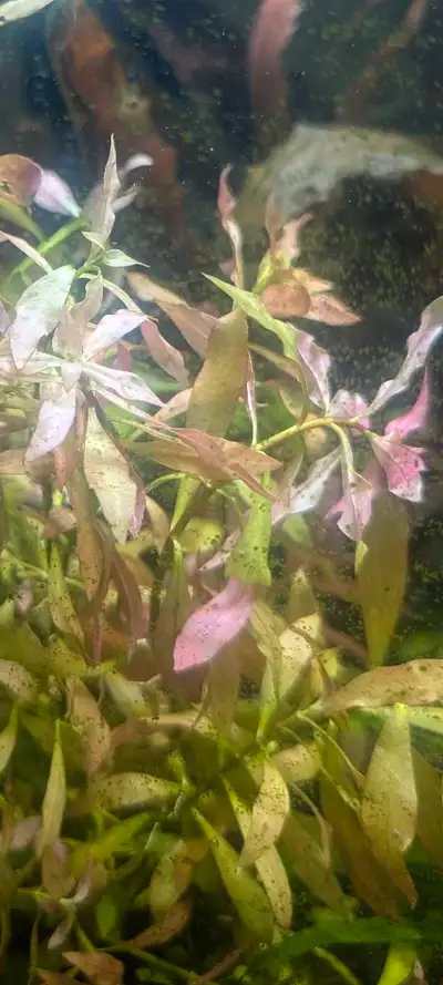 red pinkish orange Ludwigia repen, View more
