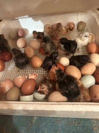 Barn yard mix chicks 
