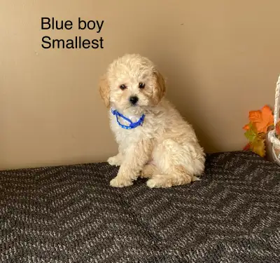 Poodle x Bichon puppies, View more