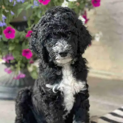 Aussiedoodle Puppies, View more