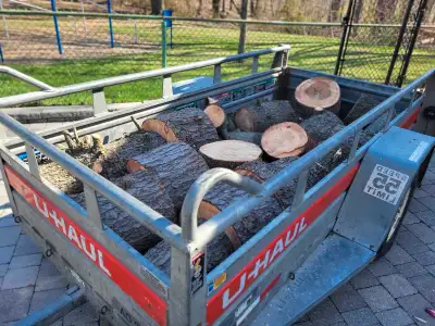 Orrillia only. A trailer load stuffed with large beech logs cut from a healthy tree delivered to you...