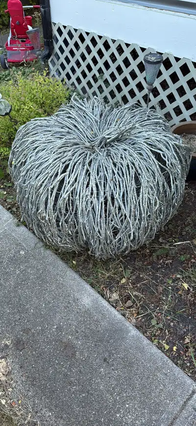 Willow Sphere pumpkin, View more