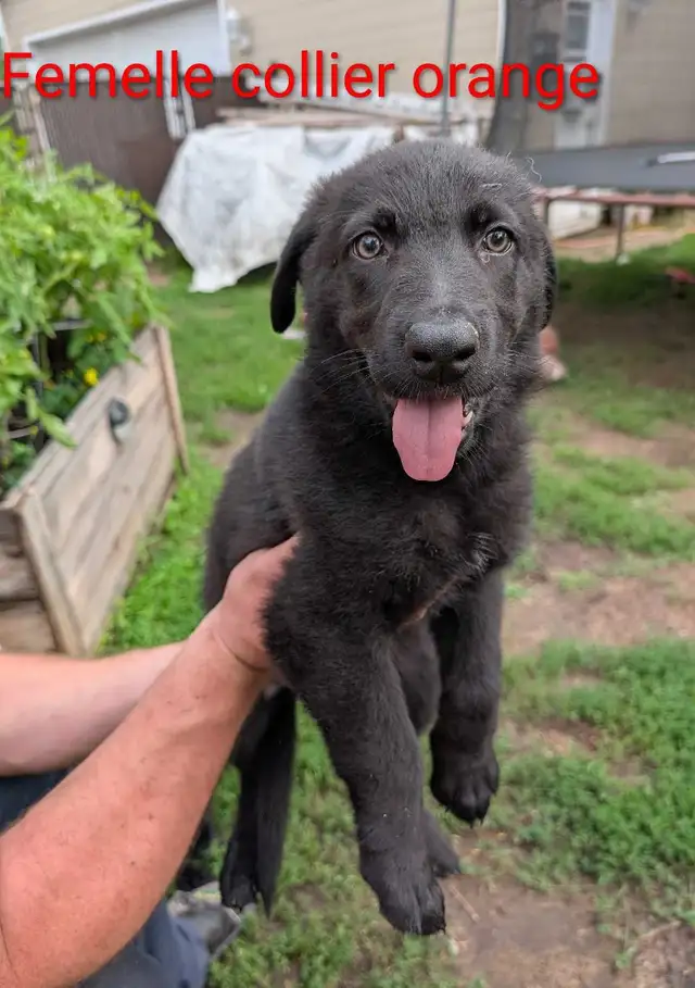 Berger Allemand (pure) DERNIERE FEMELLE in Dogs & Puppies for Rehoming in Trois-Rivières - Image 3