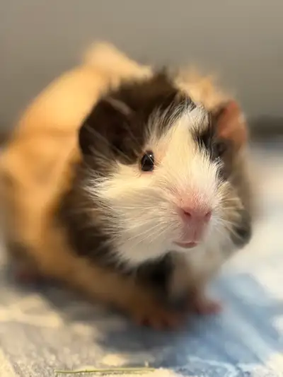 Guinea Pig, View more