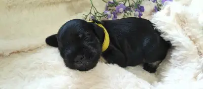 Miniature Schnauzer Puppies, View more