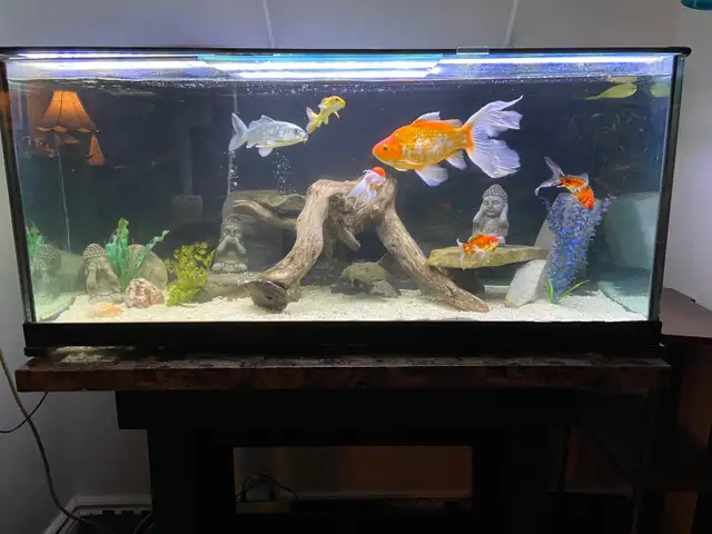 75 GALLON AQUARIUM FISH TANK $1100 - Pickering in Accessories in City of Toronto - Image 3