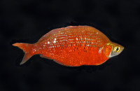 Rainbow fish for sale (wholesale price)