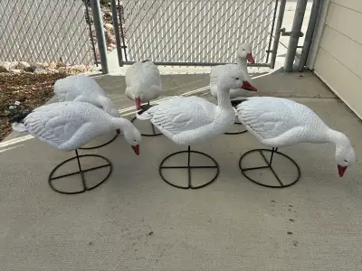 Snow Goose Decoys, View more