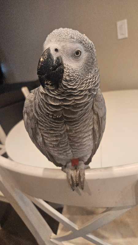 African grey 1 yr old in Birds for Rehoming in Edmonton